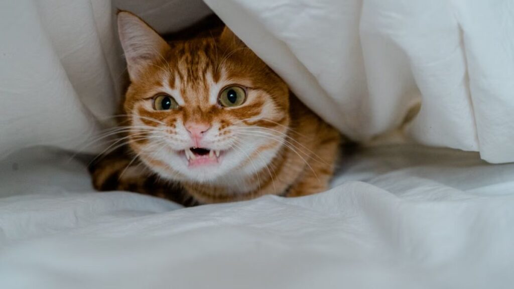 Gato bravo