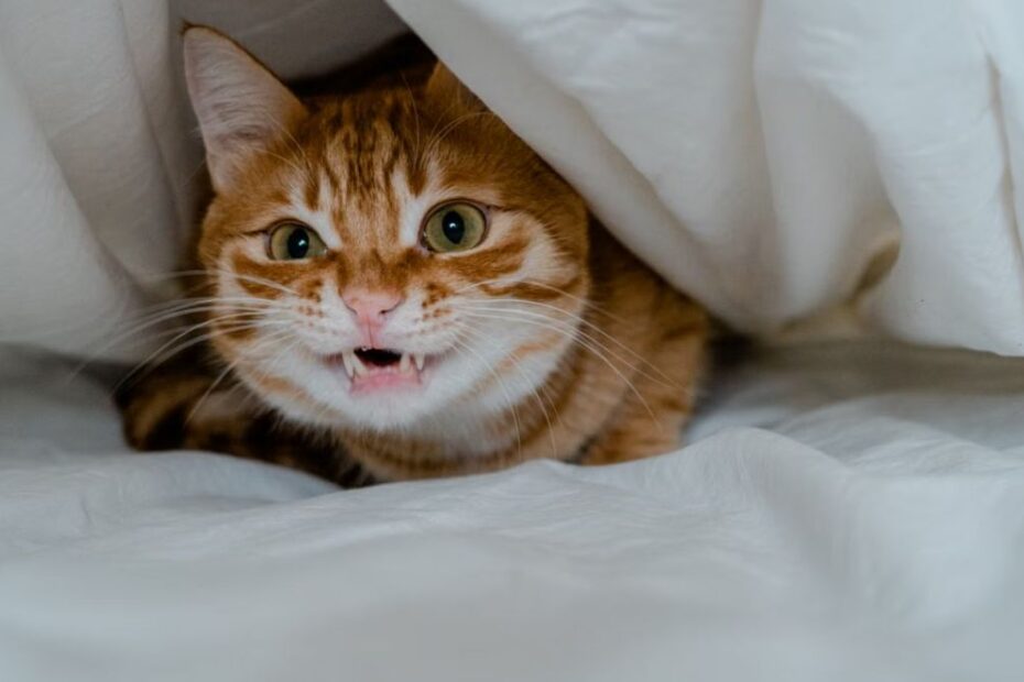 Gato bravo
