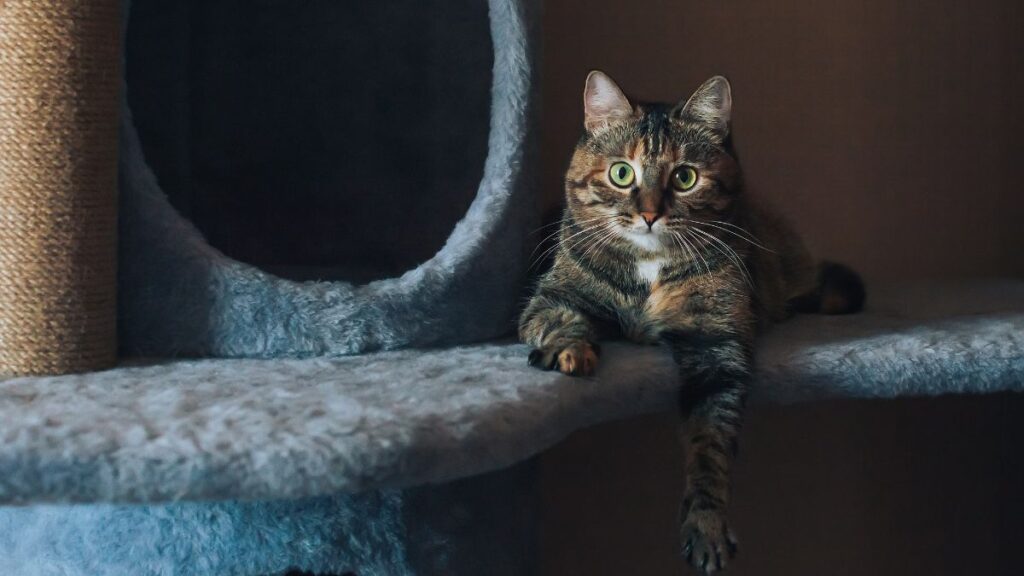 Gato deitado
