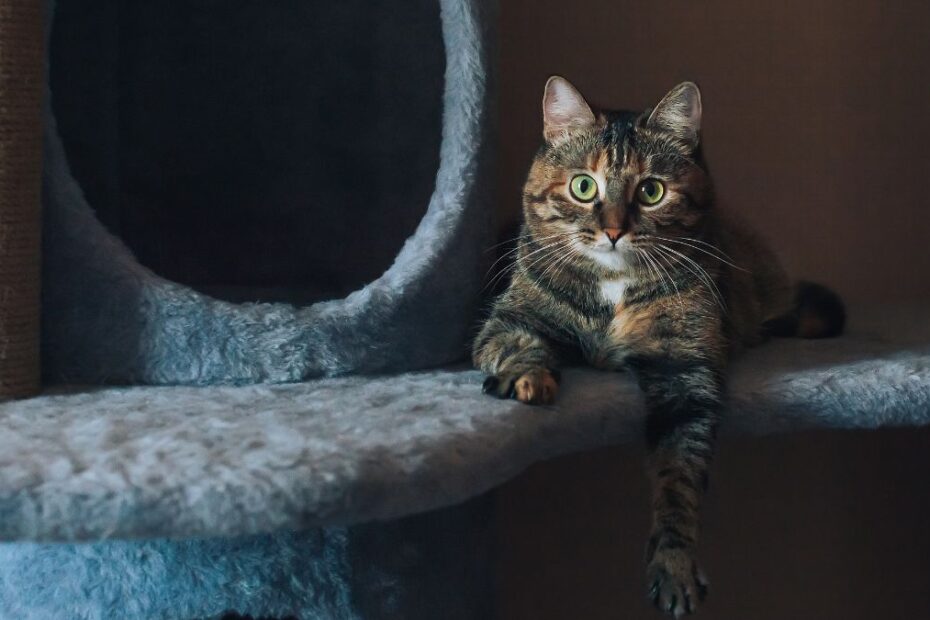 Gato deitado